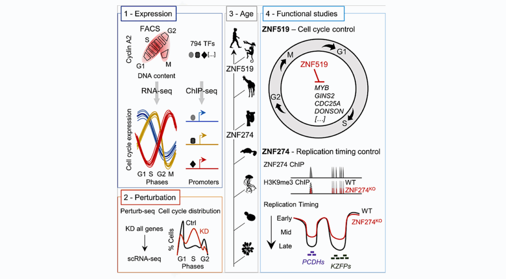 New Genes, Old Job: The Cell Cycle Evolves