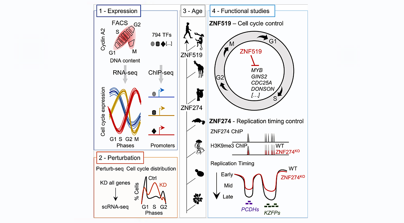 New Genes, Old Job: The Cell Cycle Evolves