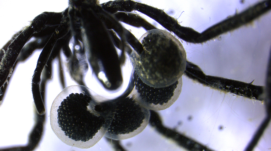 Ocean Planet Exploration: Methane-powered Sea Spiders