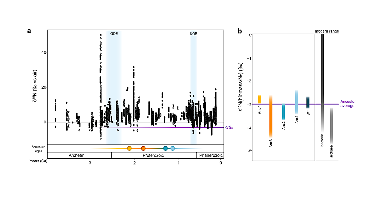 Persistent Nitrogenase Isotope Signatures Over Two Billion Years Of Engineered Evolution