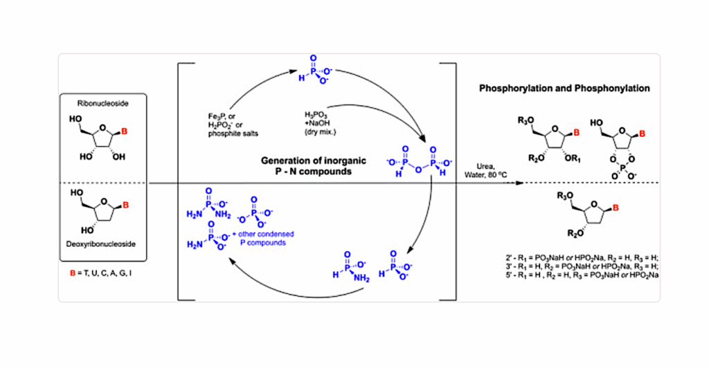 Phosphorylation of Nucleosides by P-N Bond Species Generated From Prebiotic Reduced Phosphorus Sources