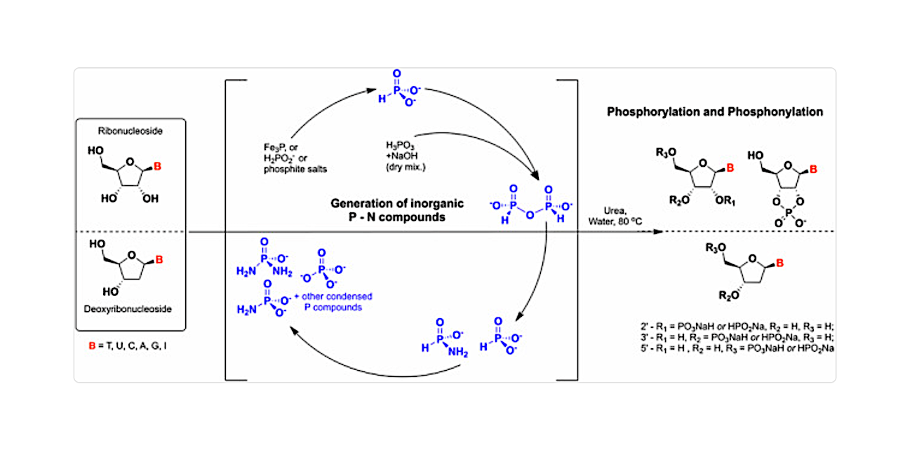 Phosphorylation of Nucleosides by P-N Bond Species Generated From Prebiotic Reduced Phosphorus Sources