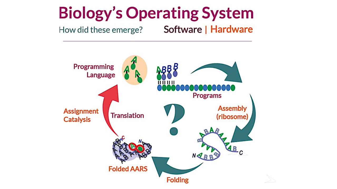 Structural Enzymology, Phylogenetics, Differentiation, and Symbolic Reflexivity at the Dawn of Biology
