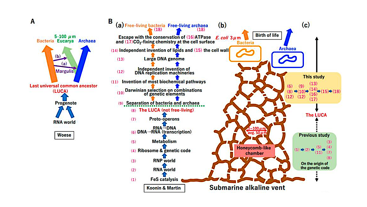 The Possible Crystallization Process in the Origin of Bacteria, Archaea, Viruses, and Mobile Elements