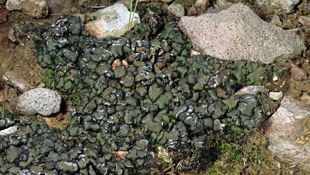 UVC-Intense Exoplanets May Not Be Uninhabitable: Evidence from a Desert Lichen