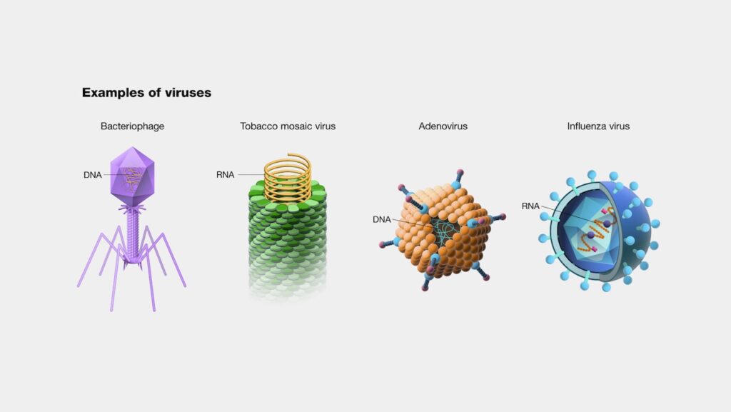A virus is an infectious microbe consisting of a segment of nucleic acid (either DNA or RNA) surrounded by a protein coat. A virus cannot replicate alone; instead, it must infect cells and use components of the host cell to make copies of itself. Often, a virus ends up killing the host cell in the process, causing damage to the host organism. Well-known examples of viruses causing human disease include AIDS, COVID-19, measles and smallpox.-- NIH