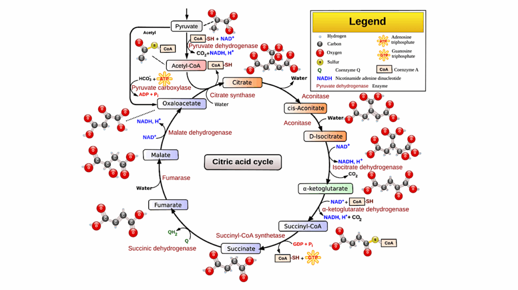 Astrochemistry: Abiotic Origin Of Citric Acid Cycle Intermediates