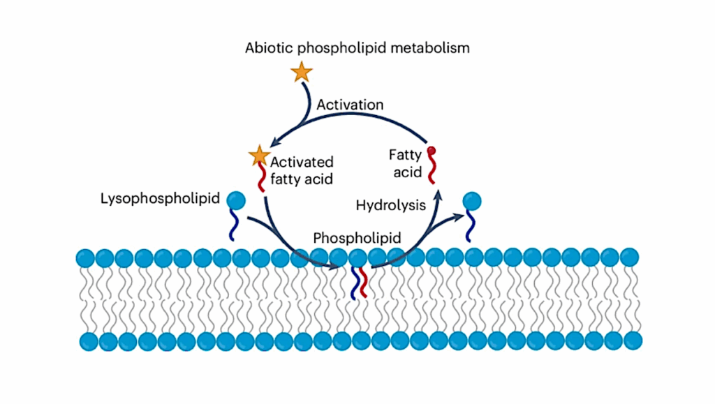 On The Origins Of Life: Recreating Cellular Metabolism