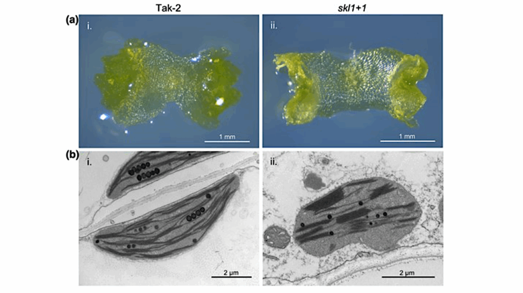 Researchers Identify Protein That Evolved To Enable Photosynthesis In Land Plants
