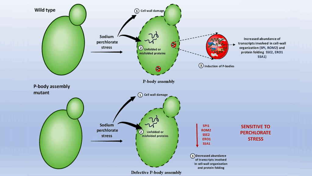 Ribonucleoprotein (RNP) Condensates Modulate Survival In Response To Mars-like Stress Conditions