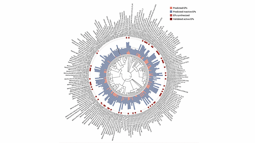 AI Uncovers New Antibiotics In Archaea Microbes