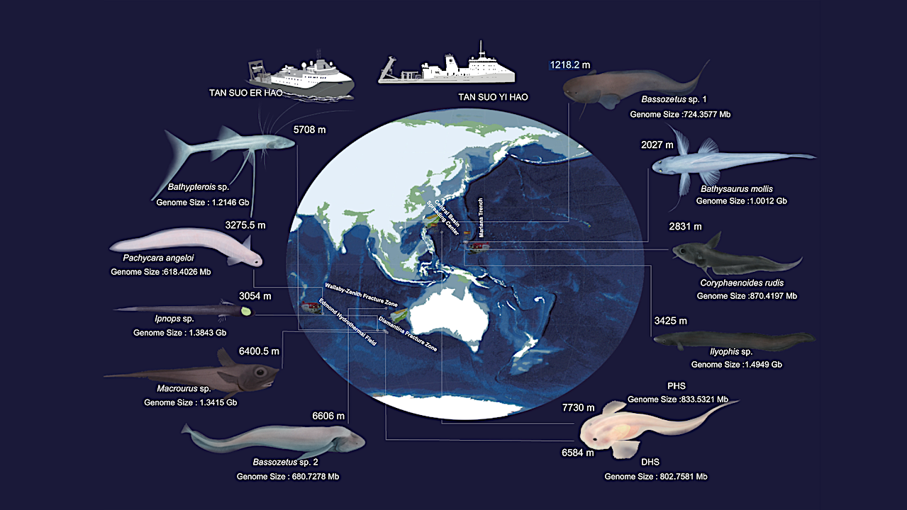 Revealing The Evolutionary Marvels In Earth’s Deepest Oceans