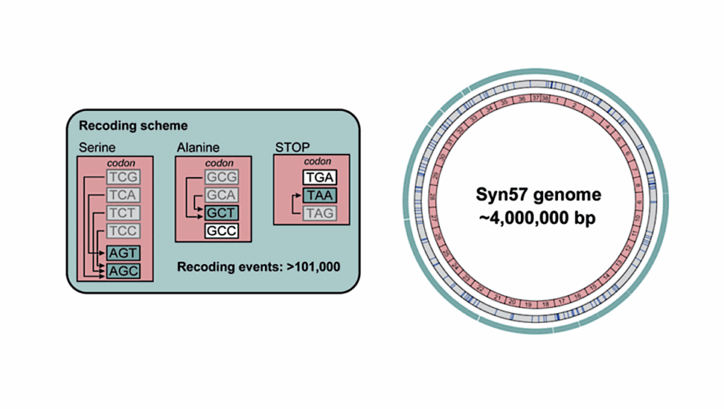 Synthetic Biology: Syn57 Represents A New Chapter In The Genetic Code Of Life