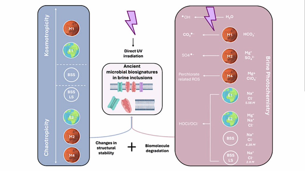 Brine Composition And UV Photochemistry Effects On Halobacterium Salinarum Cell Envelope Biosignature Preservation