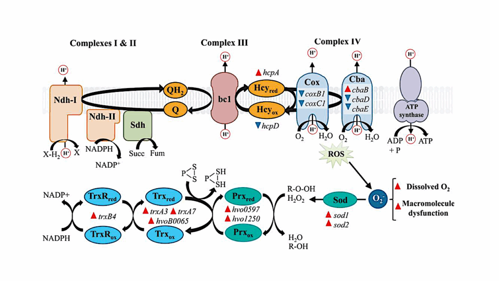 Molecular Adaptations Specific To Extreme Halophilic Archaea Could Promote High Perchlorate Tolerance