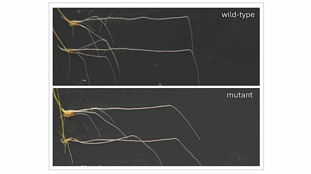New Research Shows How Plant Roots Bend And Growth Downward Toward Gravity