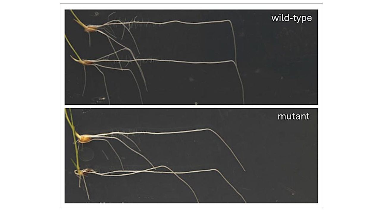 New Research Shows How Plant Roots Bend And Growth Downward Toward Gravity