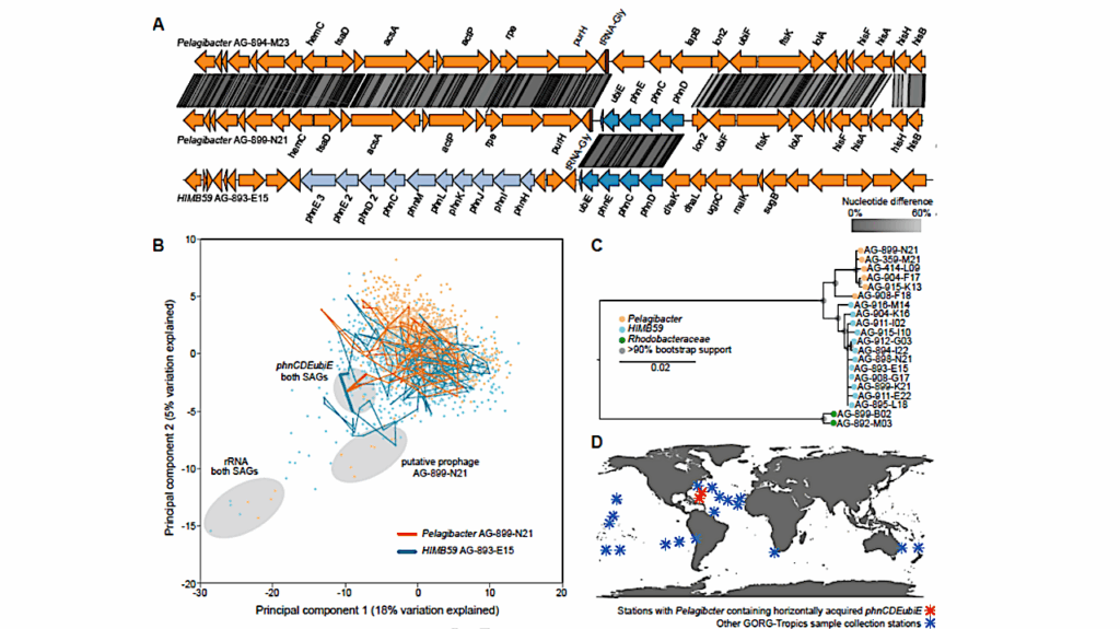 Oceanic Gene Transfer On A Planetry Scale