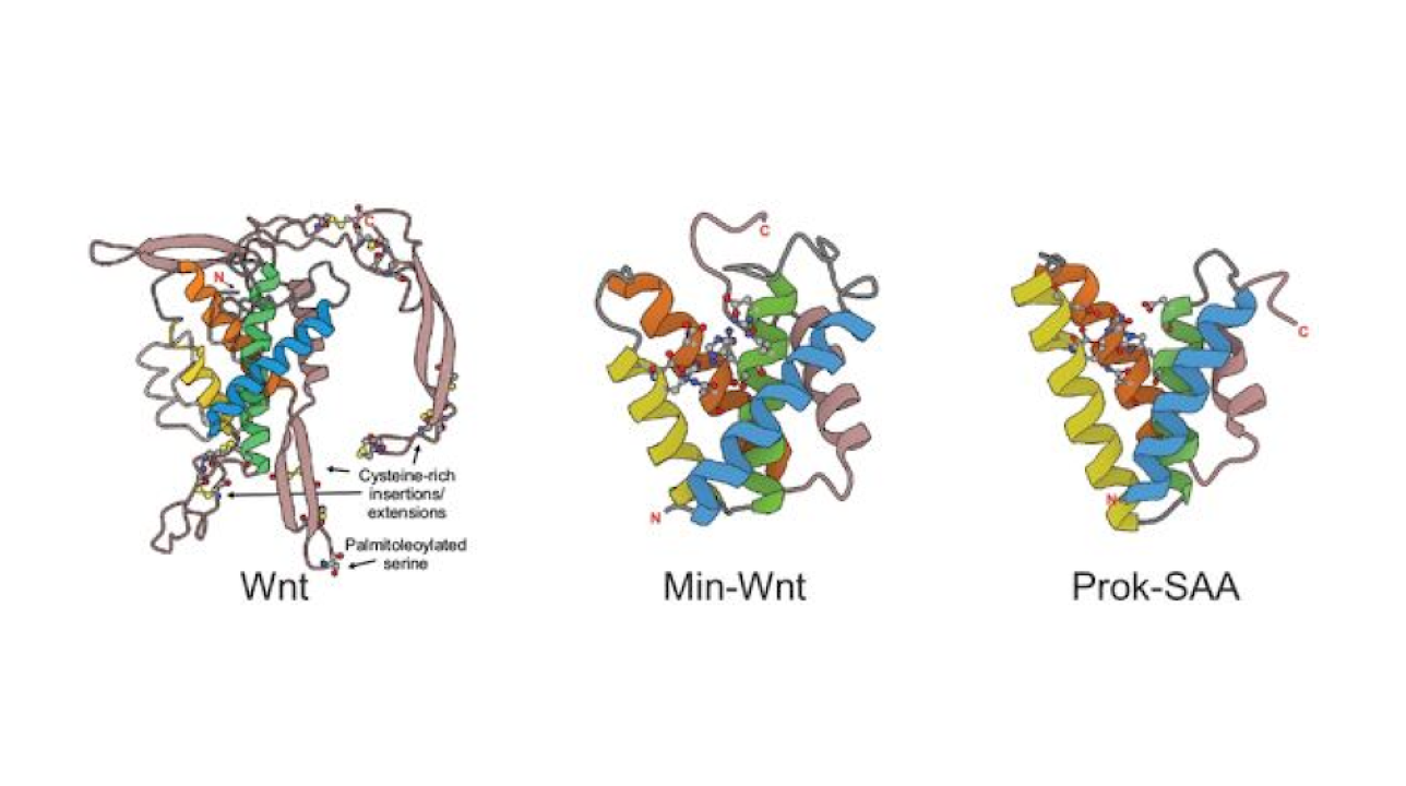 Origins Of Wnt Signalling Reveals A Protein Superfamily Across The Tree of Life