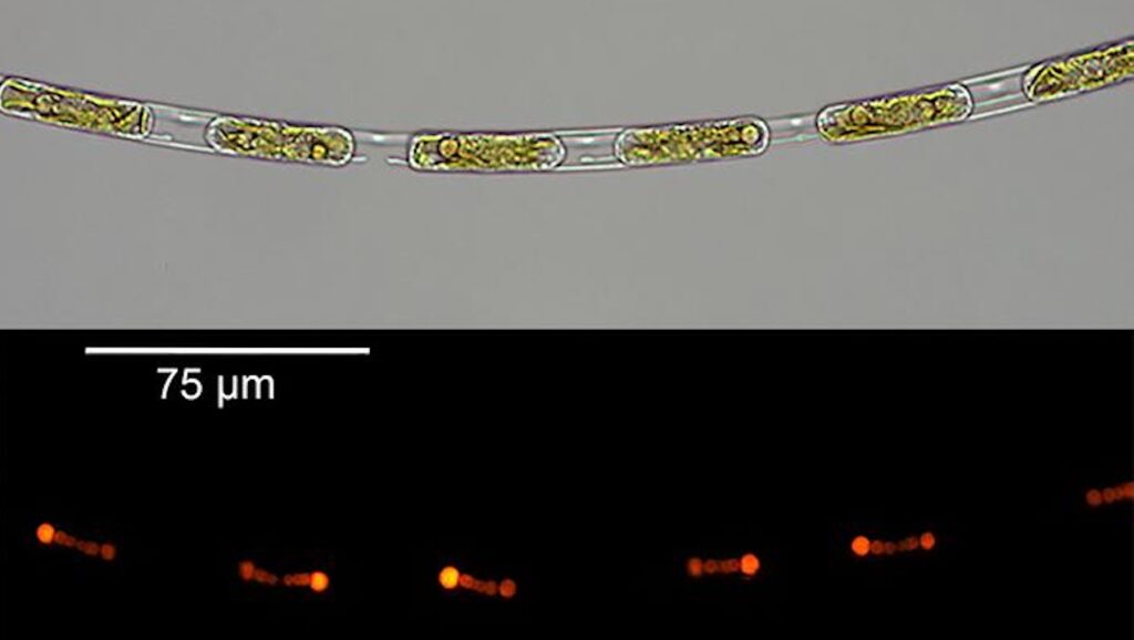 Partnership Between Algae And Bacteria Reveals Secrets Of Evolution