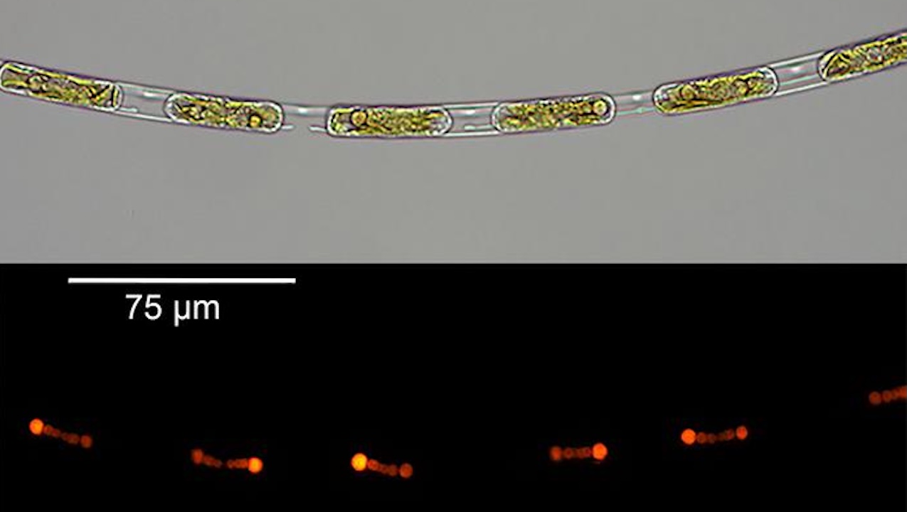Partnership Between Algae And Bacteria Reveals Secrets Of Evolution