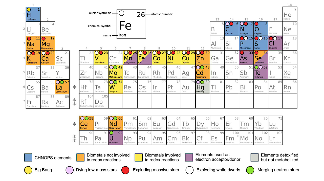 Transition Metal Abundance As A Key Parameter For The Search Of Life In The Universe