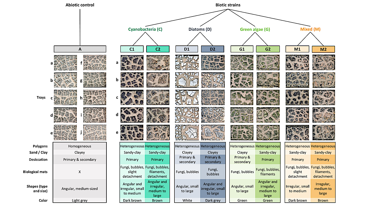 Artificial Intelligence-Enhanced Detection of Biogenicity Using Laboratory Specimens of Biologically and Microbially Induced Sedimentary Structures in a Controlled Experiment