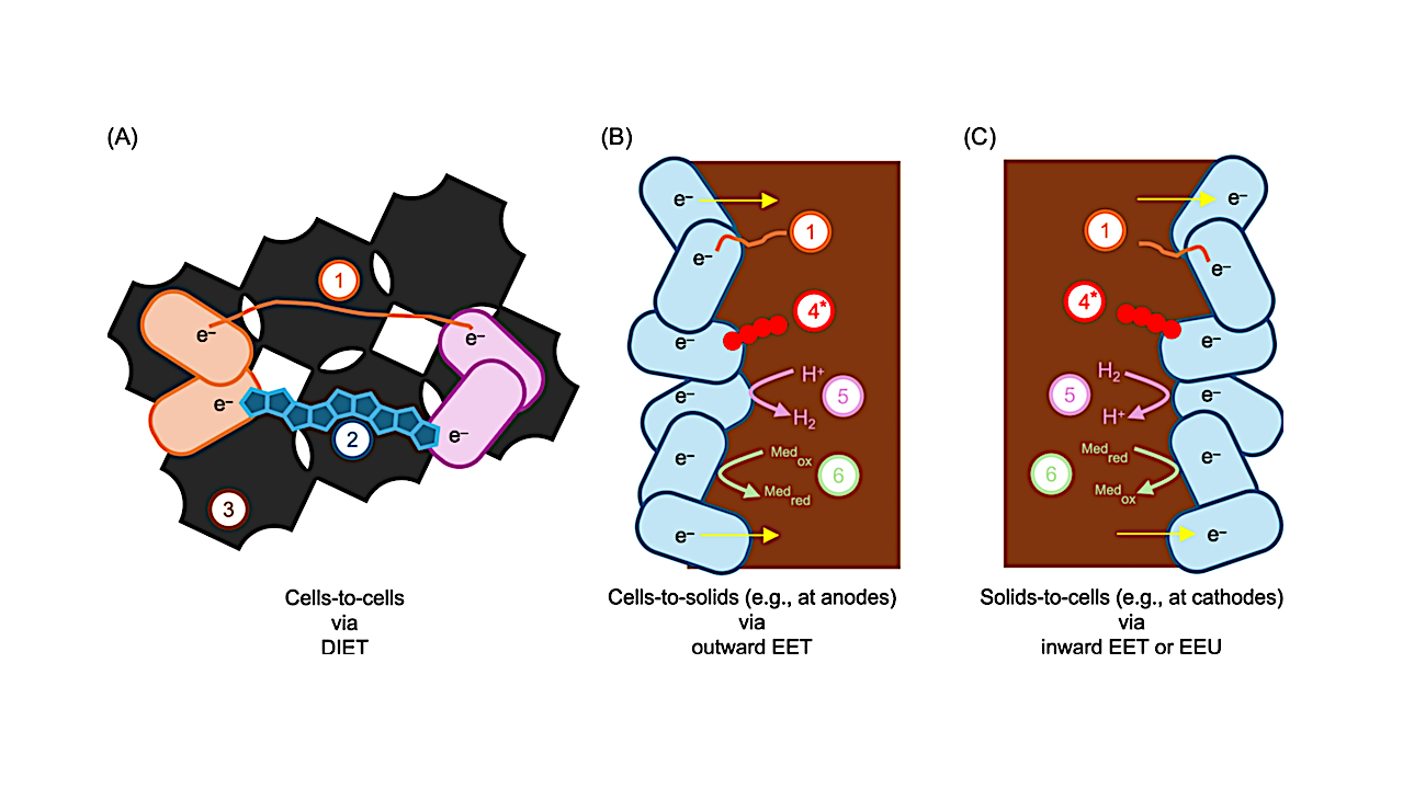 Current Understanding Of Electroautotrophy And Its Relevance In Astrobiology-related Research
