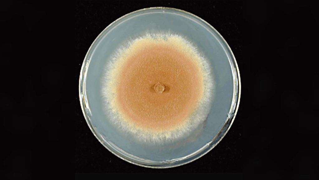 Fungi Set The Stage For Life On Land Hundreds Of Millions Of Years Earlier Than Thought