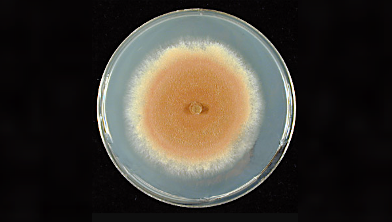 Fungi Set The Stage For Life On Land Hundreds Of Millions Of Years Earlier Than Thought
