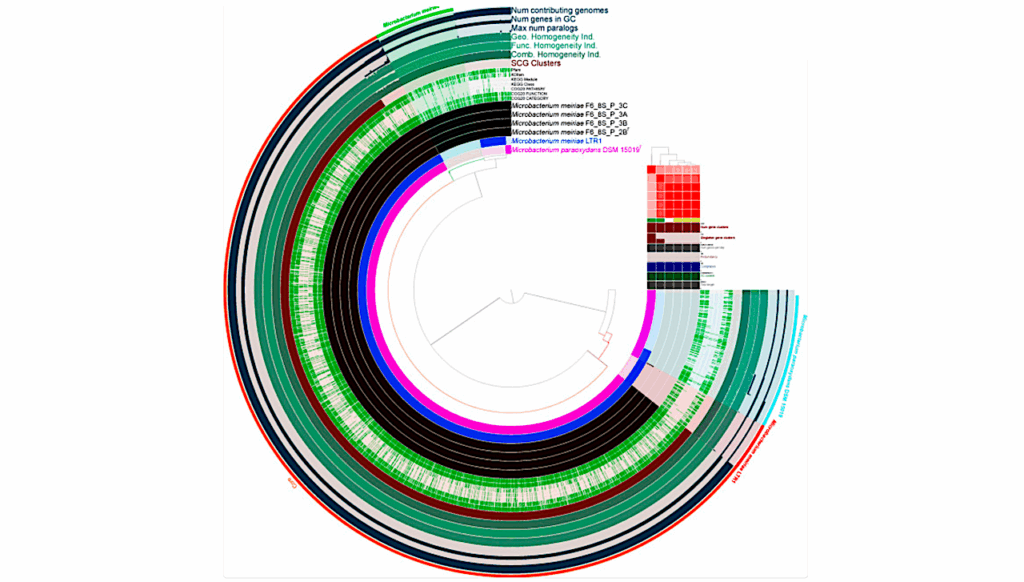 Genomic Characterization of Microbacterium meiriae sp. nov., A Novel Bacterium Isolated From The International Space Station