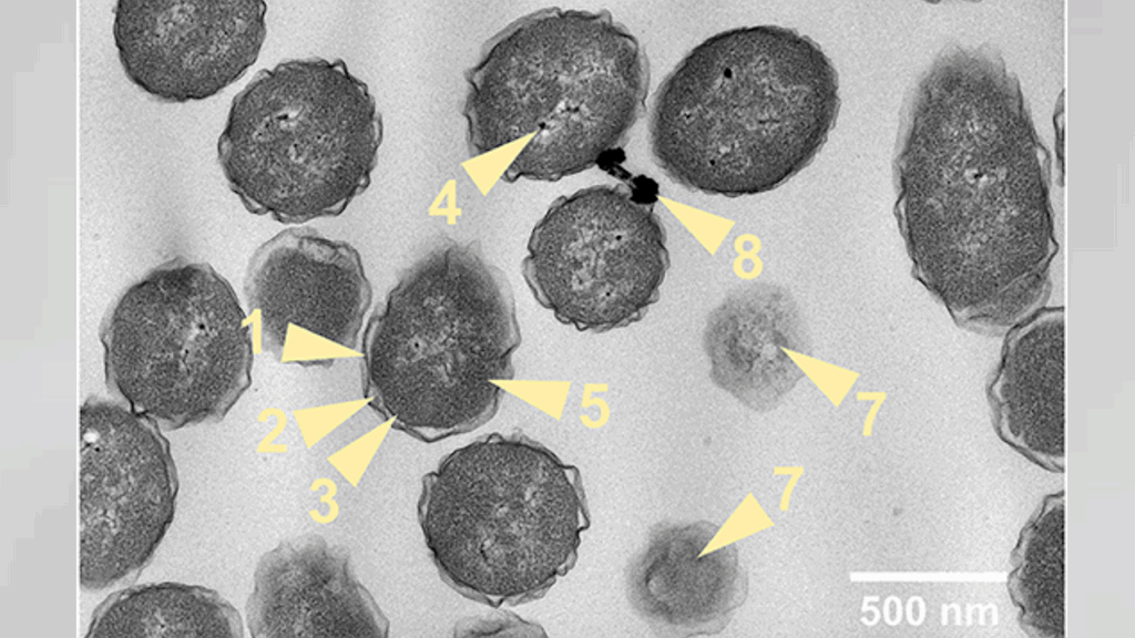 Growth, Physiology, And Metabolism Of Halomonas Meridiana In Aqueous Ammonium Sulfate With Implications For Icy Moon Astrobiology