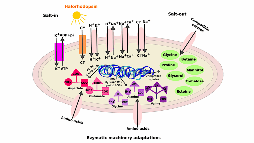 Halophiles and Halotolerants: From Industry to Astrobiology