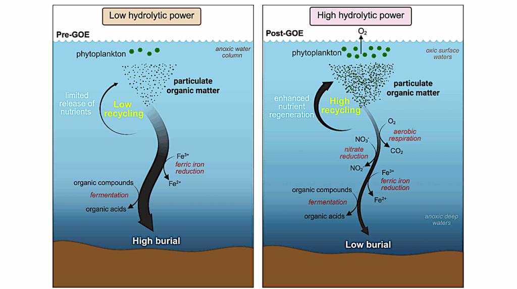 Microbial Exoenzymes Catalyzed The Transition To An Oxygenated Earth