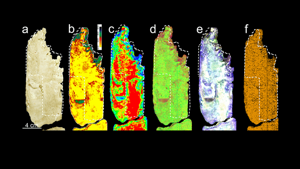 Neutron Scanning Of Coral Fossils Reveals Earth’s Hidden Climate History