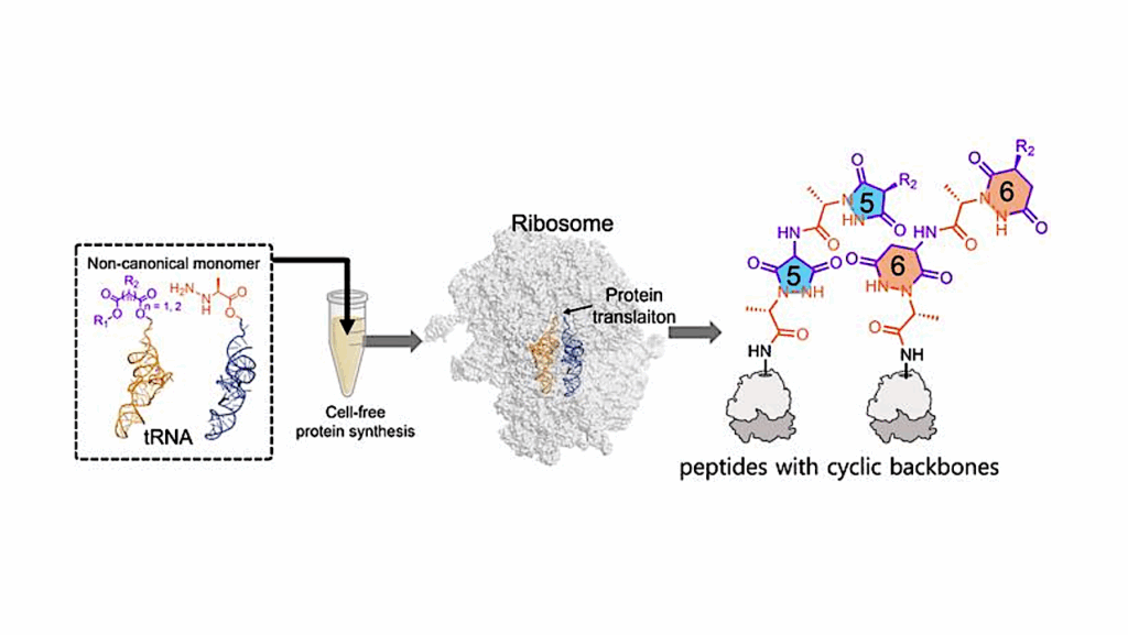 SynBio: A Ring Has Been Added Onto Existing Ribosome Proteins