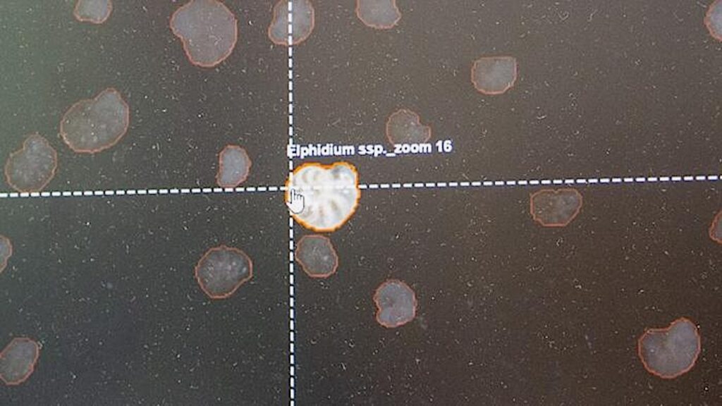 Tricorder Tech: AI Matches Human Experts In Classifying Microscopic Organisms