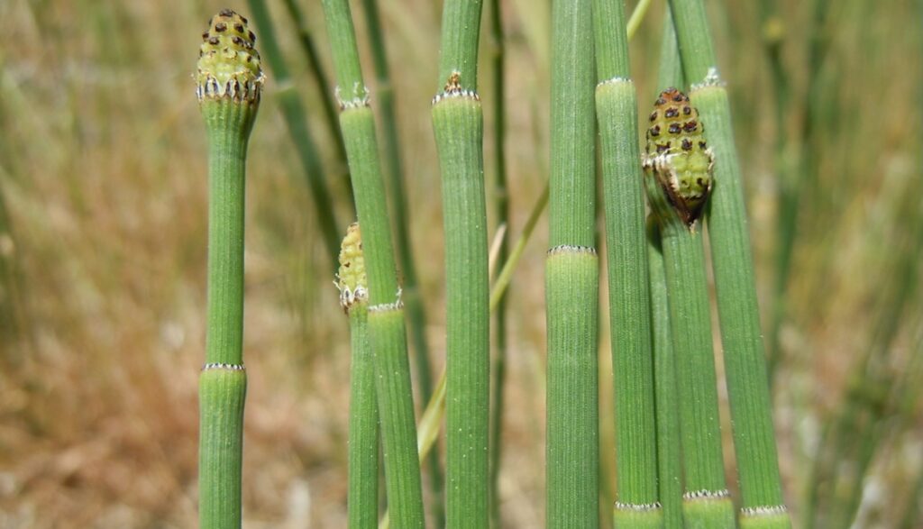 Using An Ancient Plant To Decode Earth’s Climate History