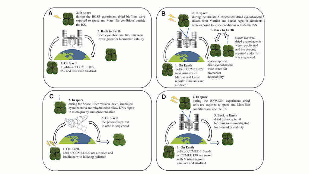Desert Cyanobacteria Under Non-Earth Conditions: Implications For Astrobiology And Sustainable Life Support