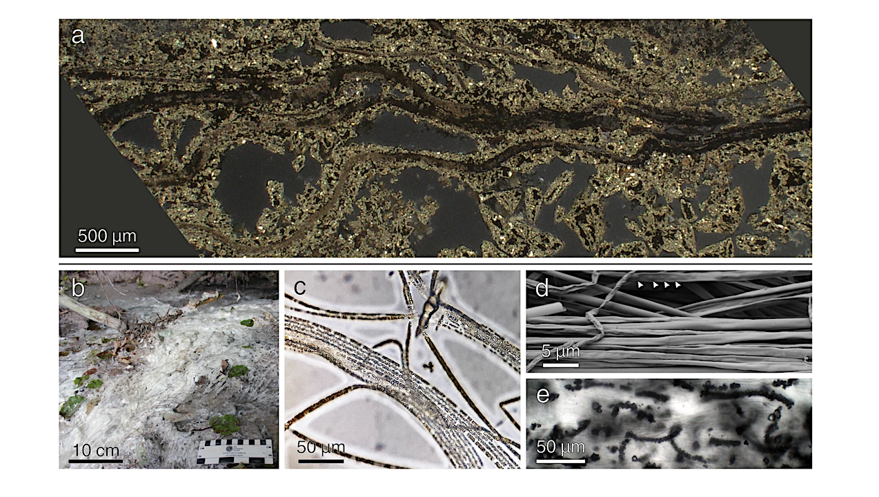 Experimental Diagenesis Reveals Preservation Of Biosignatures In Filamentous Sulfur Mats Under Hydrothermal Conditions