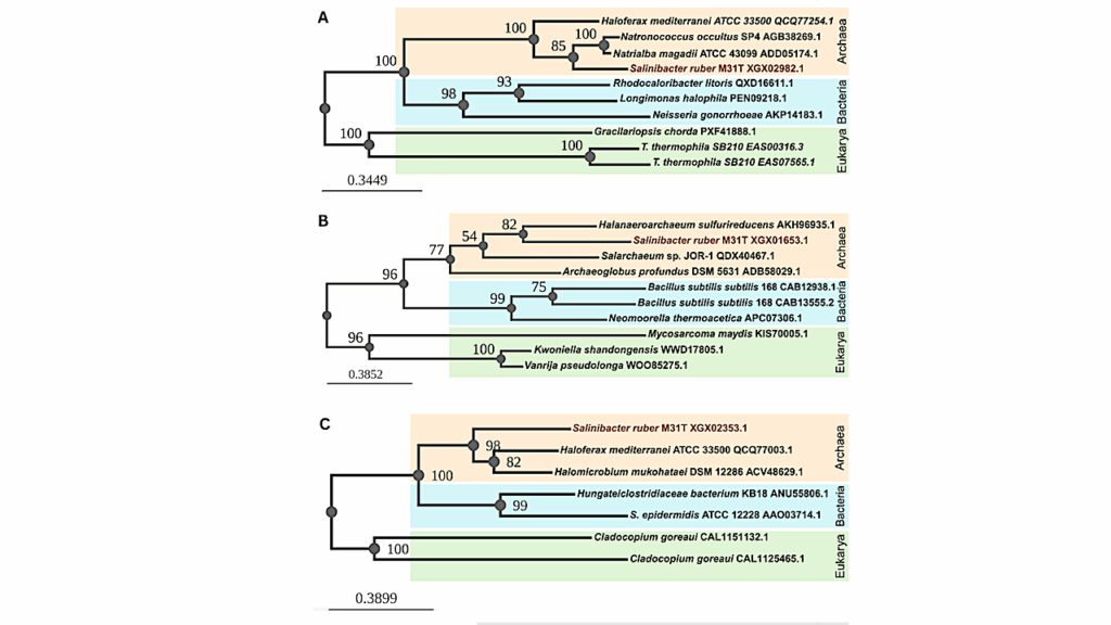 Genome Sequence And Methylome Of The Extremely Halophilic Bacterium Salinibacter Ruber Strain M31T Isolated From A Crystallizer Pond In Mallorca, Spain
