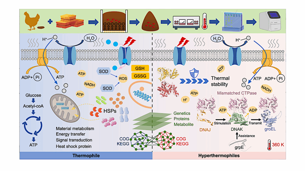 Heatproof Microbes Reveal Molecular Secrets Of Nature’s Hottest Recycling System