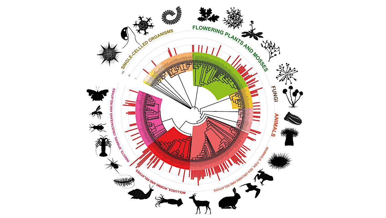 Jumping Genes Help Resolve The Tree Of Life