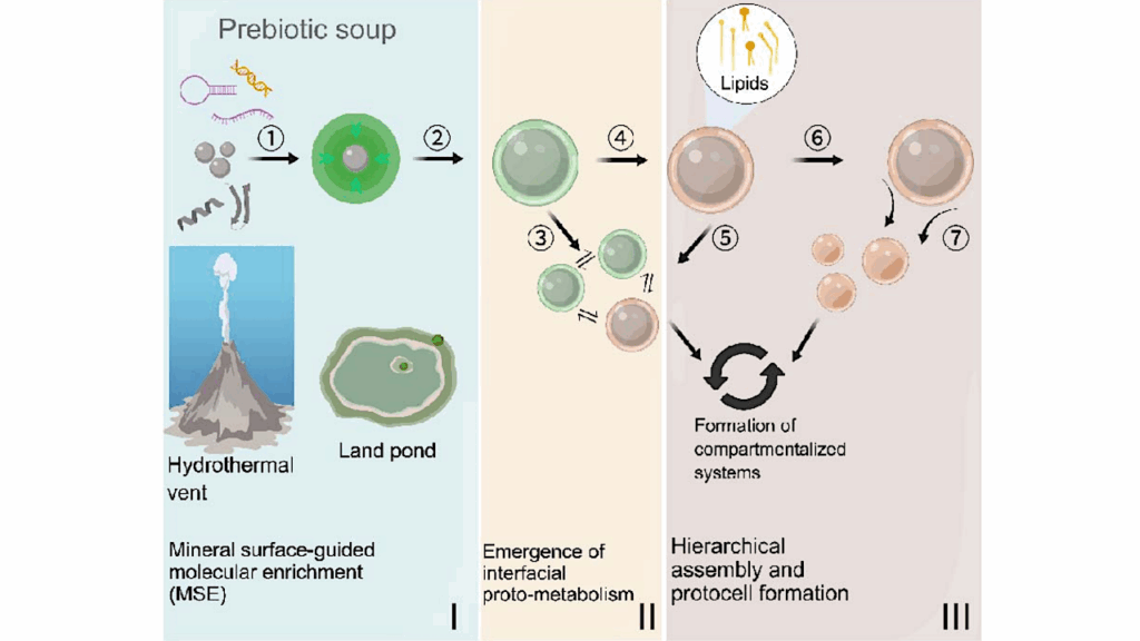Mineral-guided Molecular Enrichment: An Interfacial Driving Force For Protocell Emergence On Early Earth