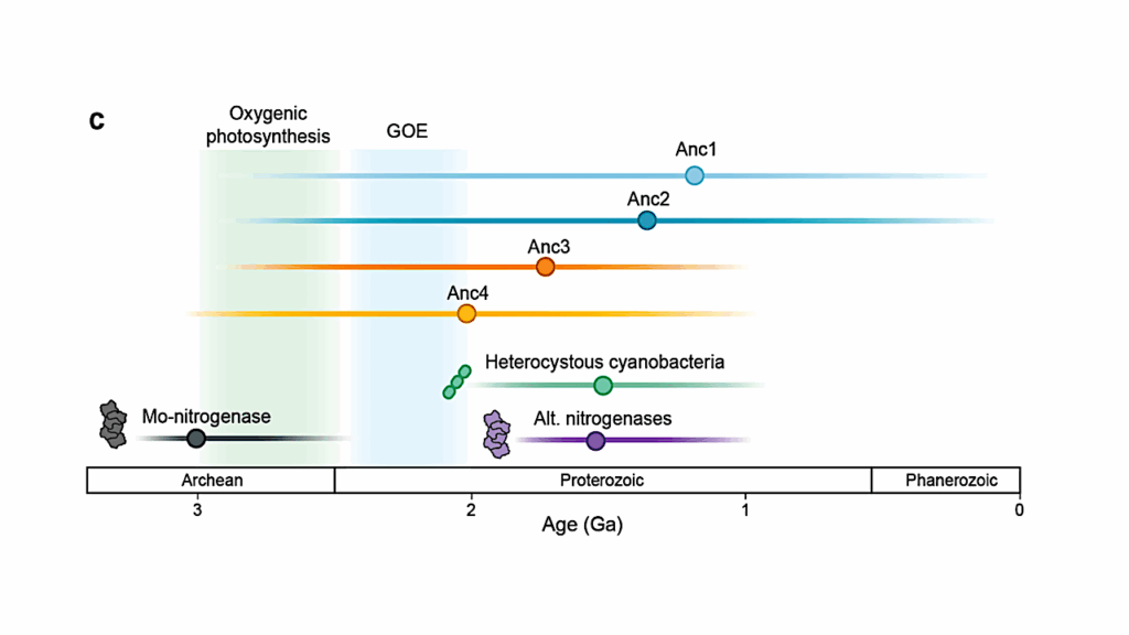 Resurrected Nitrogenases Recapitulate Canonical N-isotope Biosignatures Over Two Billion Years