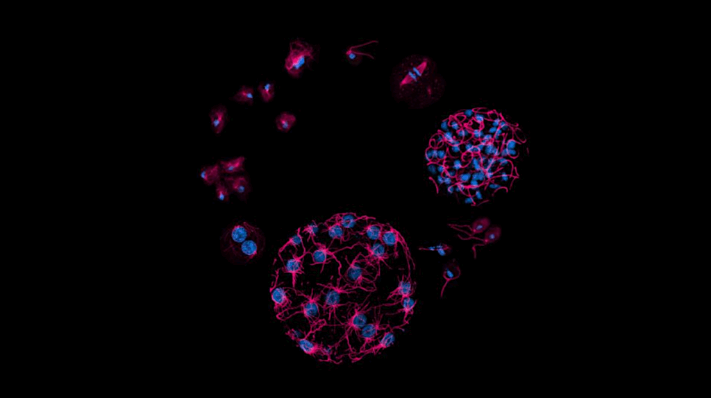Single-celled Organisms Found To Have A More Complex DNA Epigenetic Code Than Multicellular Life