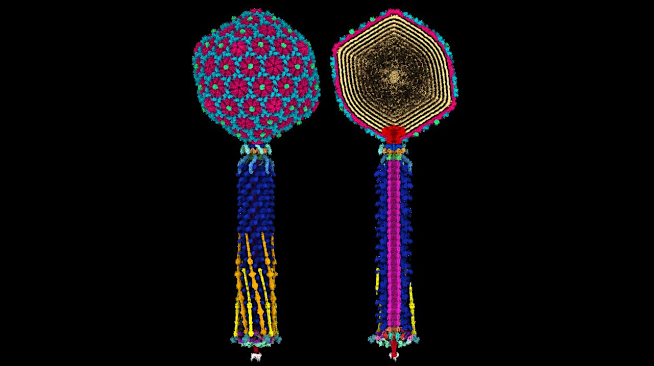 Structure Of Bacteriophage Bas63: The Potential And Beauty Of The World Unseen