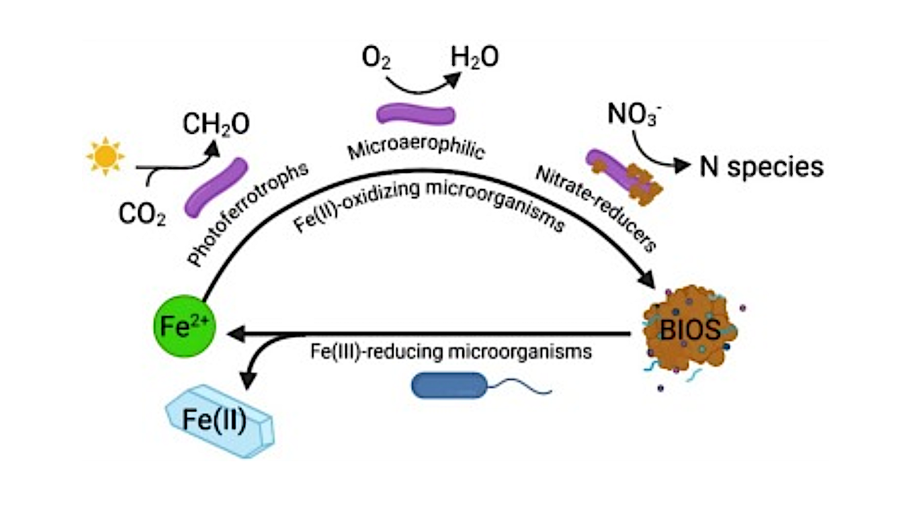 Terrestrial Iron Biosignatures And Their Potential In Solar System Exploration For Astrobiology