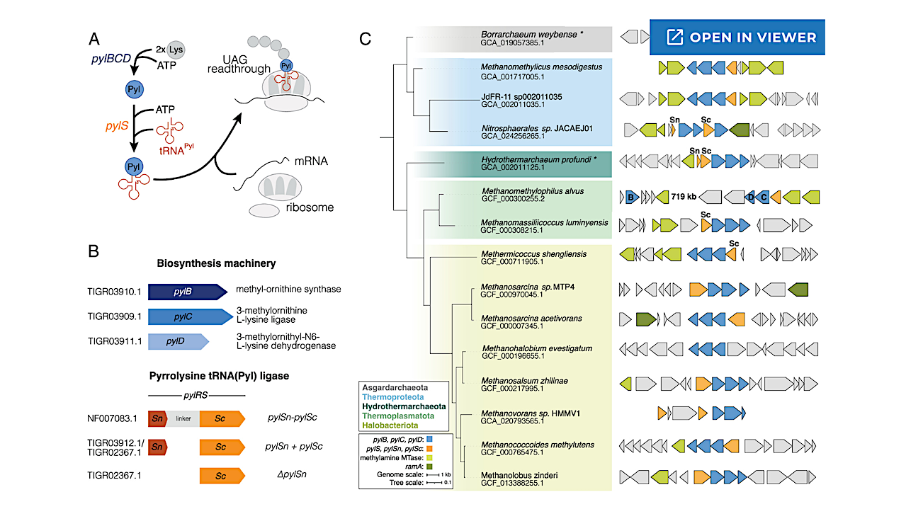 All Life Copies DNA Unambiguously Into Proteins. Archaea May Be The Exception.