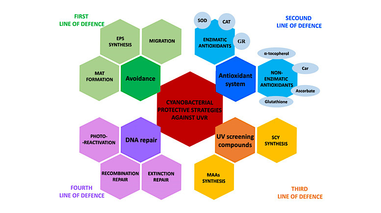 Cyanobacteria Under UV Radiation: General Insights Into Stress Responses
